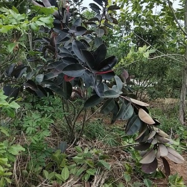 富贵榕，橡皮榕