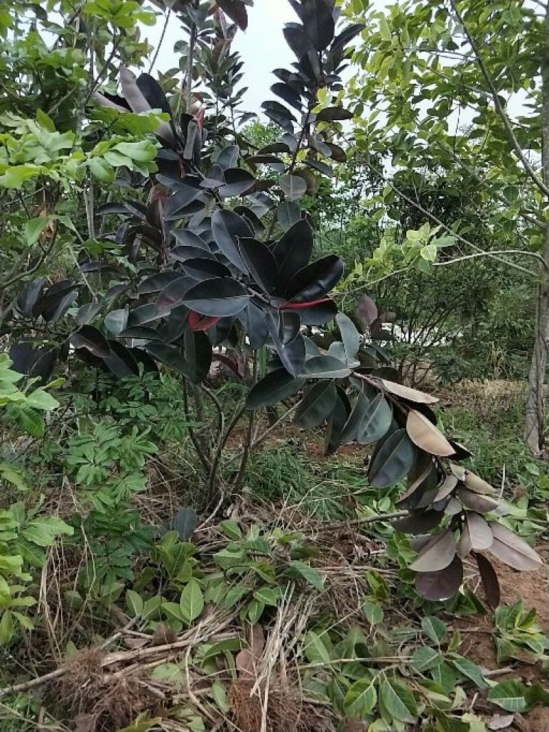富贵榕，橡皮榕