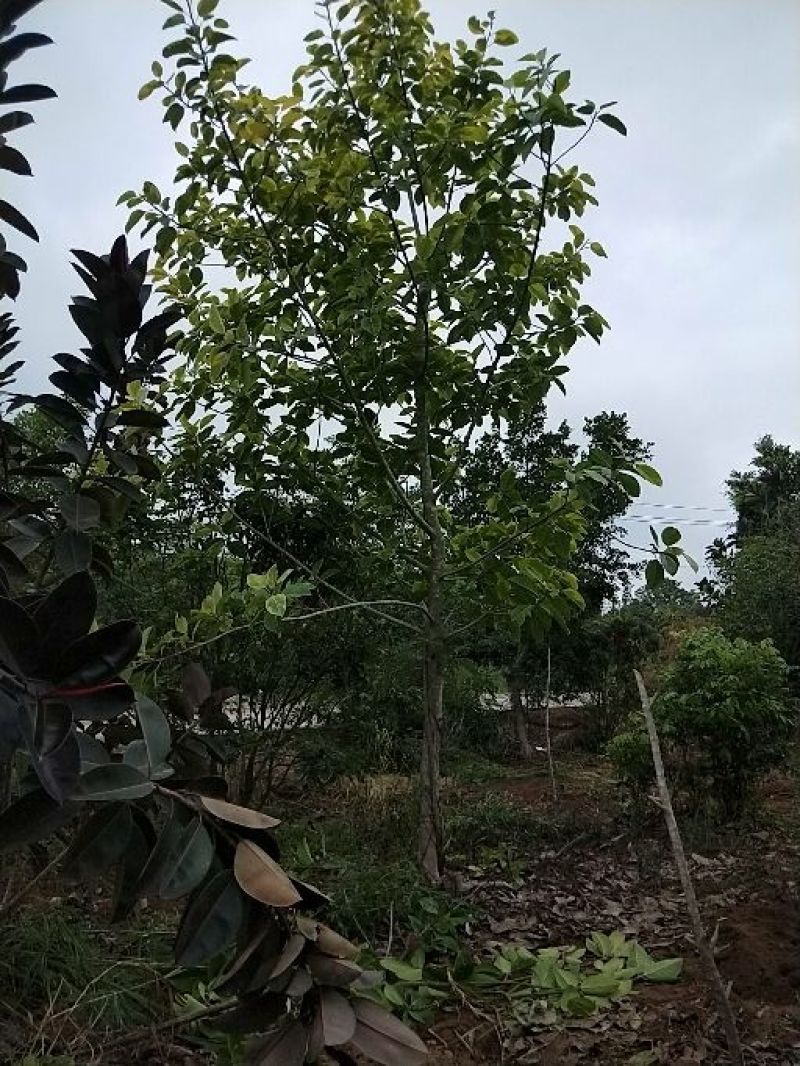 富贵榕，橡皮榕