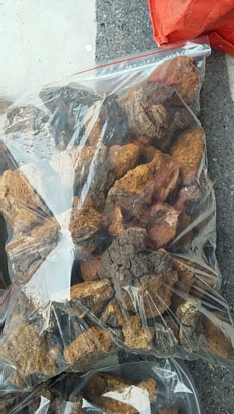 东北野生桦树黄，桦树泪，桦树茸，桦褐孔菌。