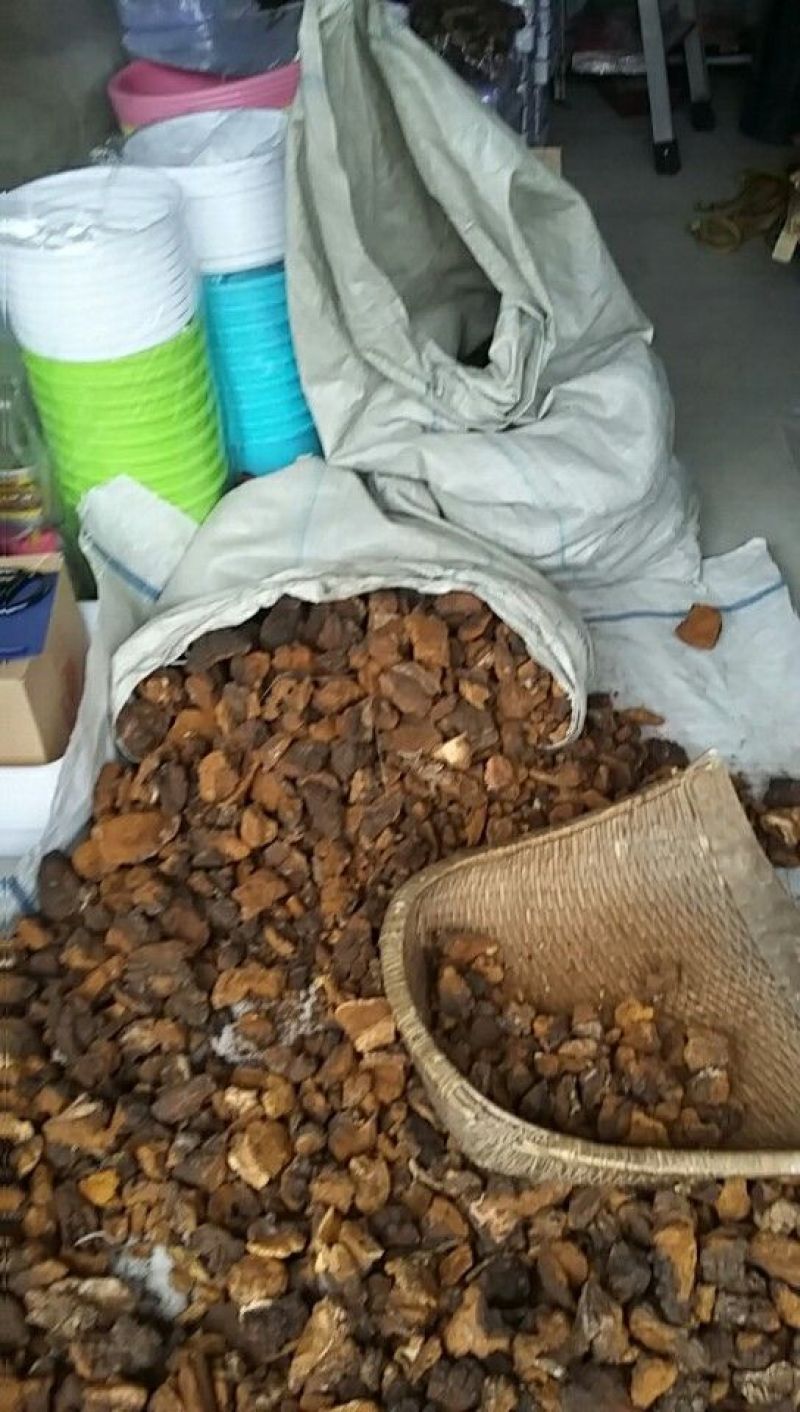 东北野生桦树黄，桦树泪，桦树茸，桦褐孔菌。