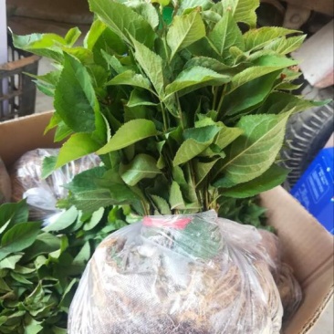 吉塞拉樱桃苗山东泰安吉塞拉樱桃砧木苗