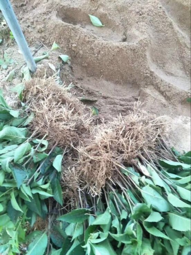 吉塞拉樱桃苗山东泰安吉塞拉樱桃砧木苗