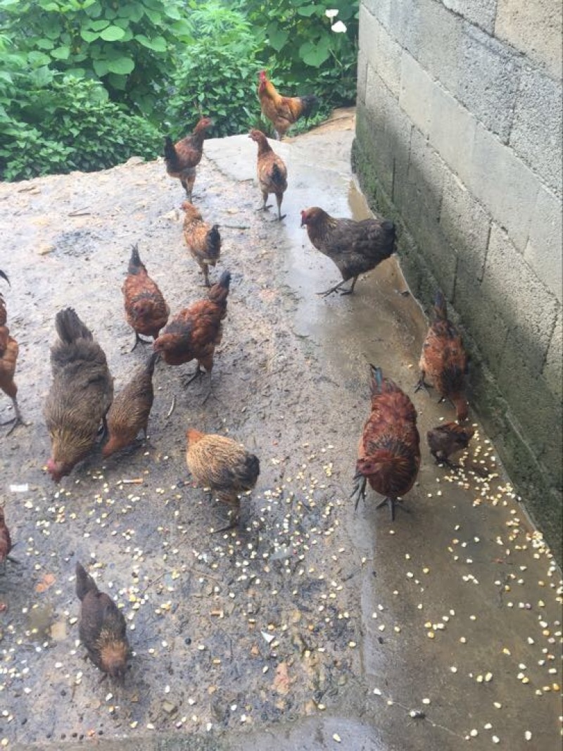 石门土鸡公母