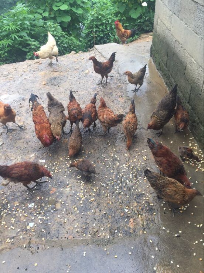 石门土鸡公母