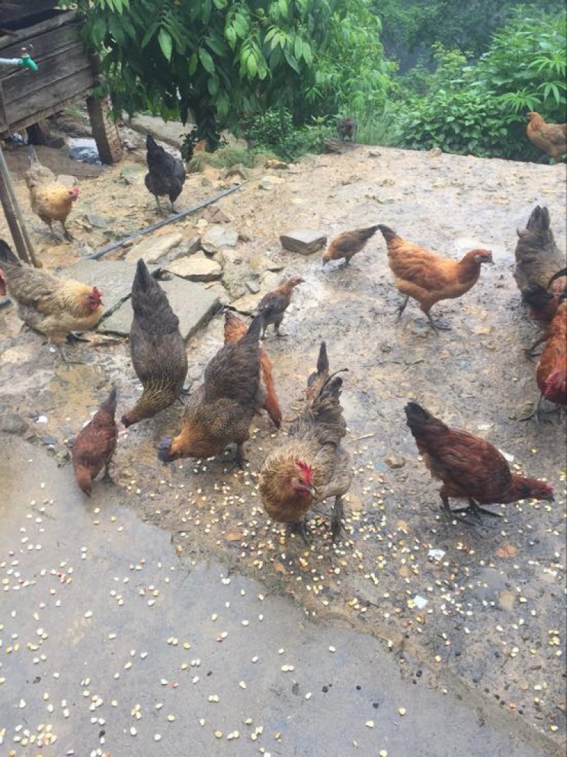 石门土鸡公母