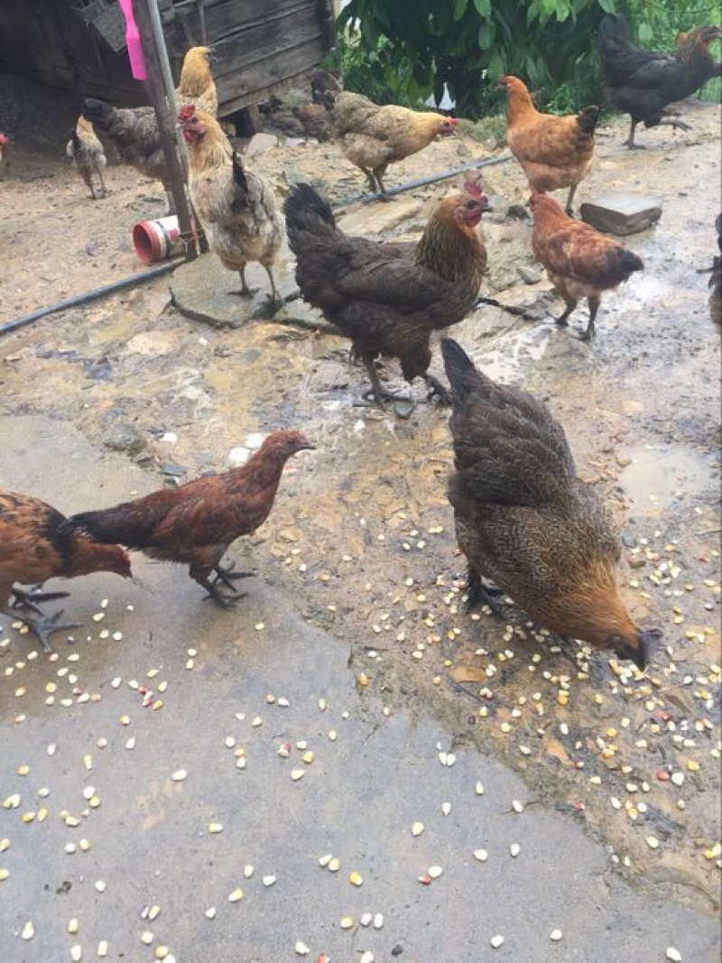 石门土鸡公母
