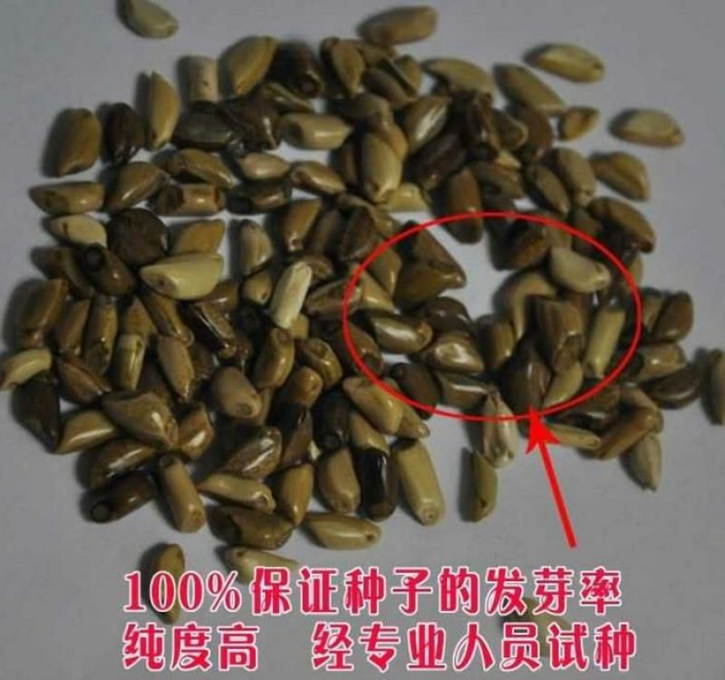 墨西哥玉米草