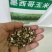 墨西哥玉米草