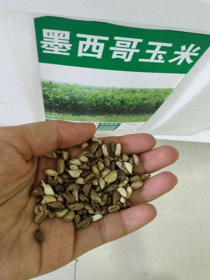 墨西哥玉米草