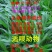 墨西哥玉米草