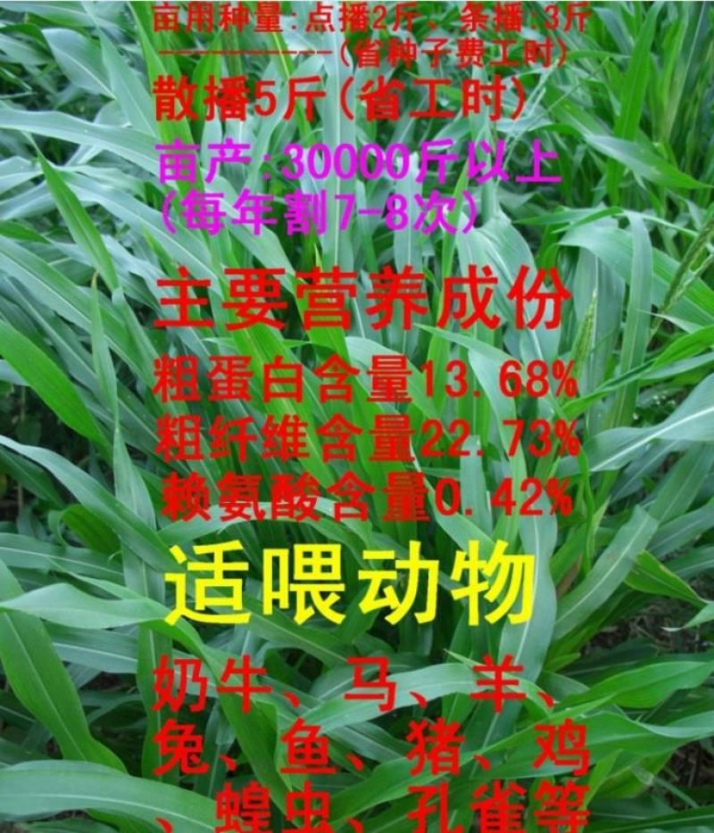 墨西哥玉米草