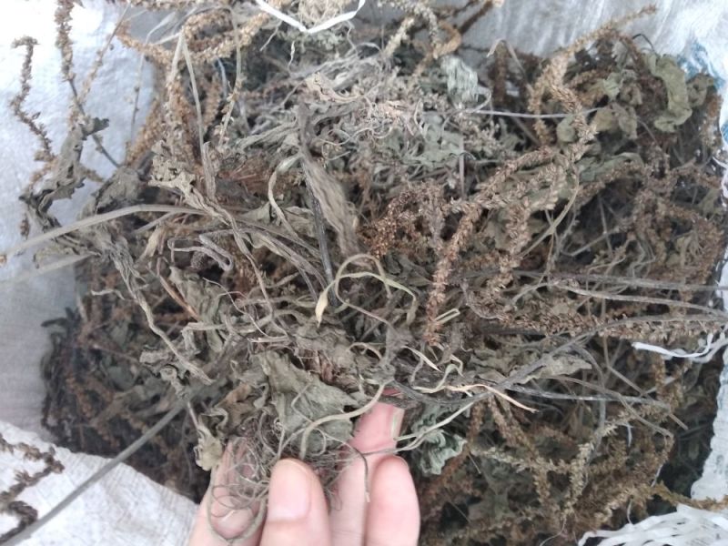 车前草野生