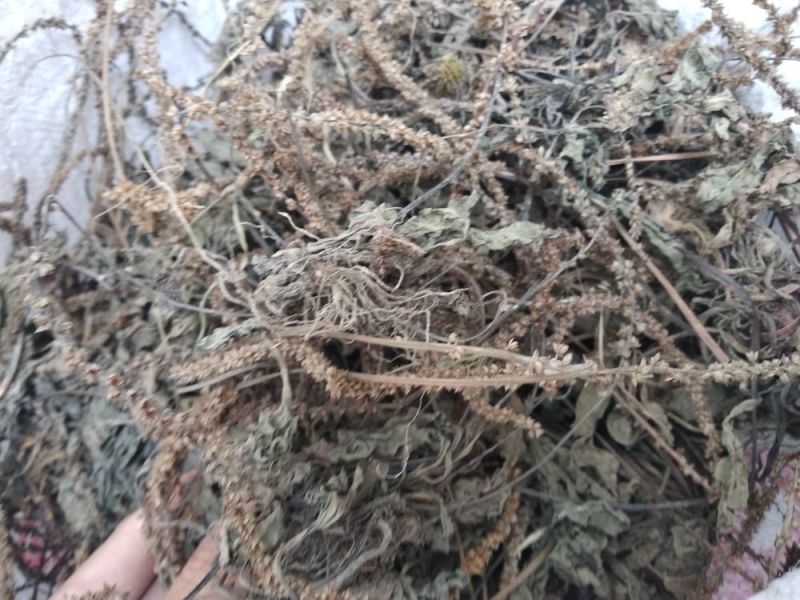车前草野生