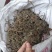 车前草野生