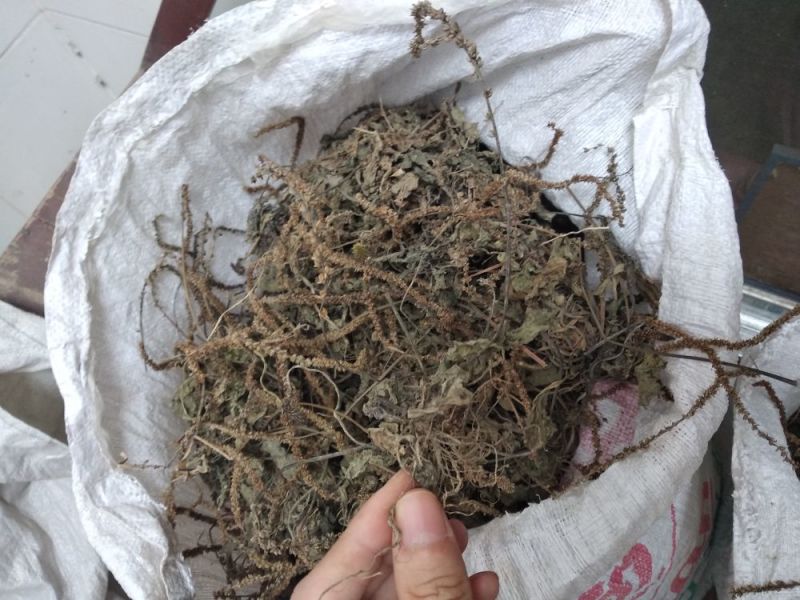 车前草野生
