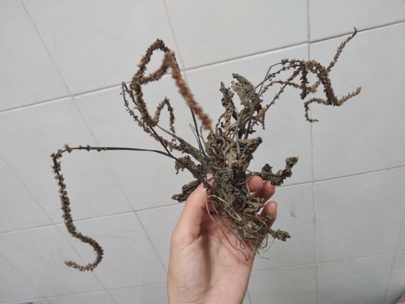 车前草野生