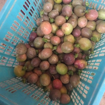 百香果，次果，小果，紫果