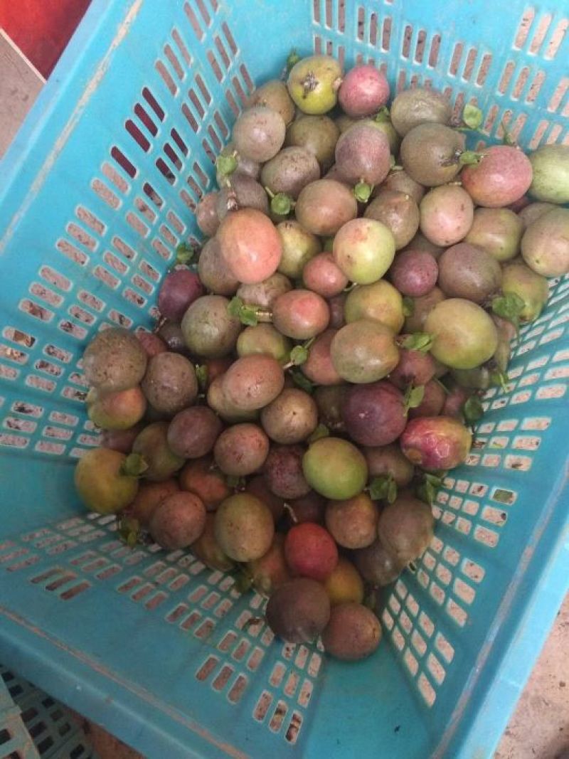 百香果，次果，小果，紫果