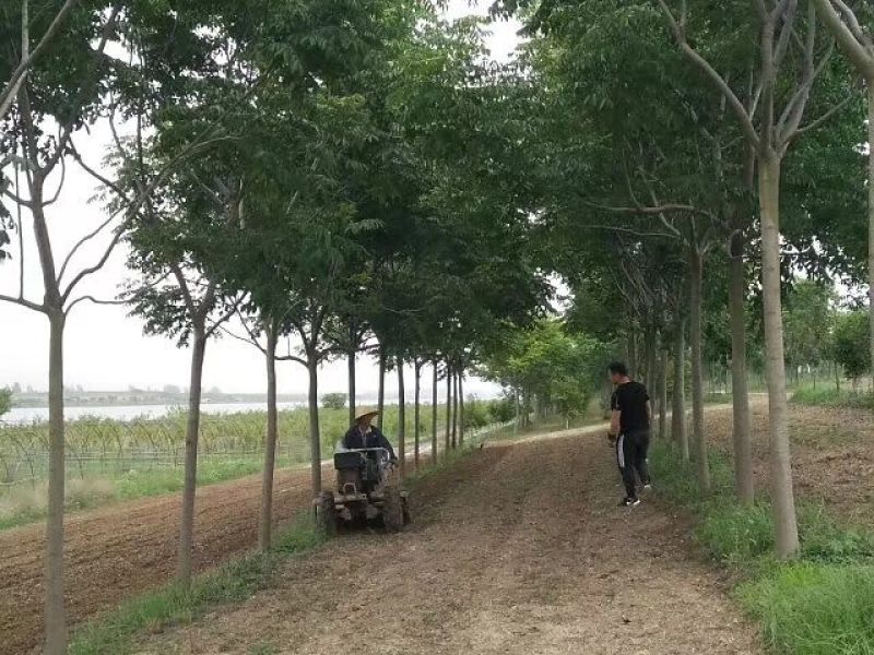 出售工程苗栾树桂花女贞易成活量大从优