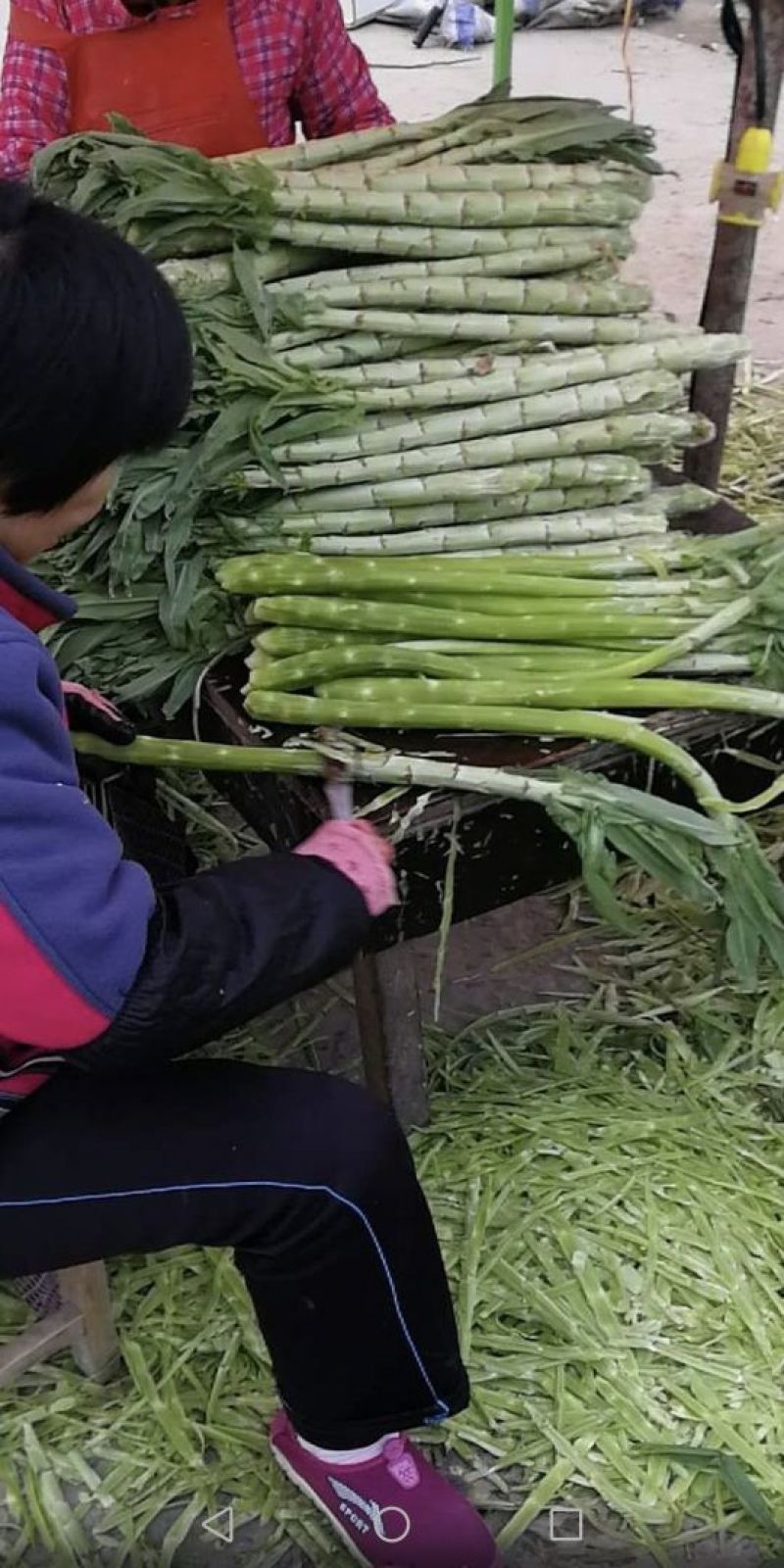 贡菜