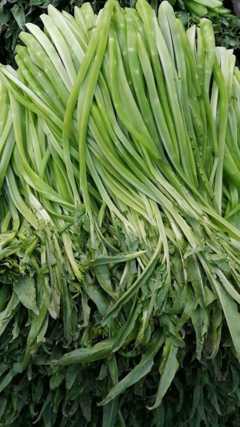 贡菜