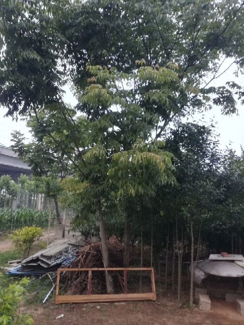 红花紫薇