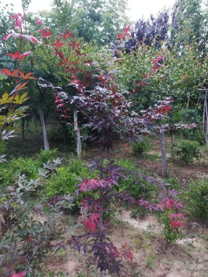 红花紫薇