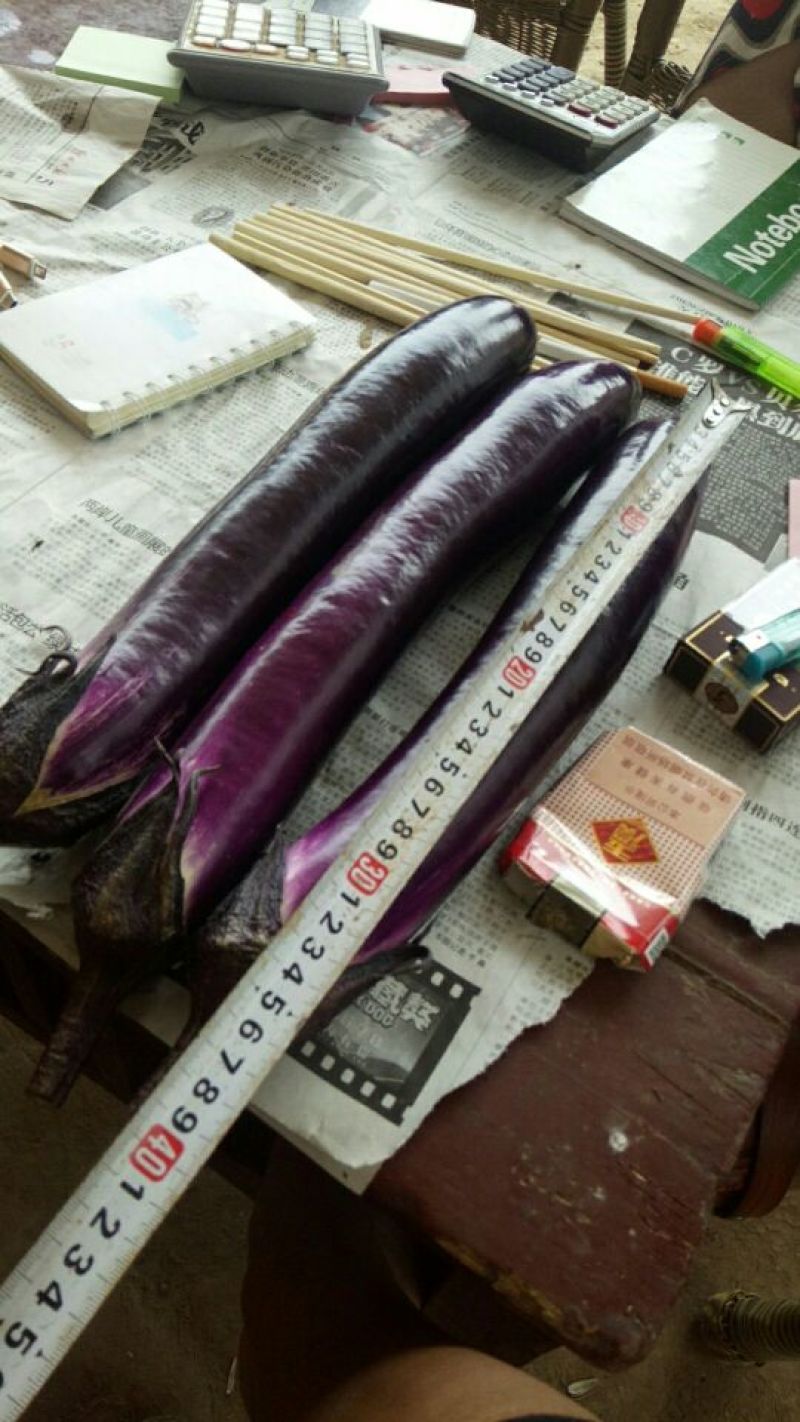 诚信代收紫长茄，线茄子，大量有货，对接全国市场电商平台
