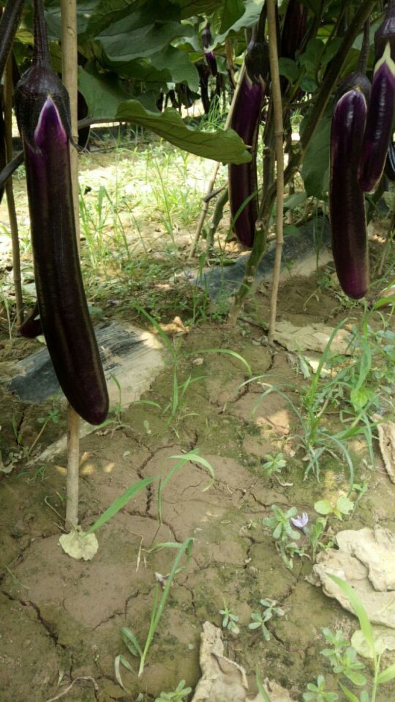 诚信代收紫长茄，线茄子，大量有货，对接全国市场电商平台