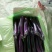 诚信代收紫长茄，线茄子，大量有货，对接全国市场电商平台