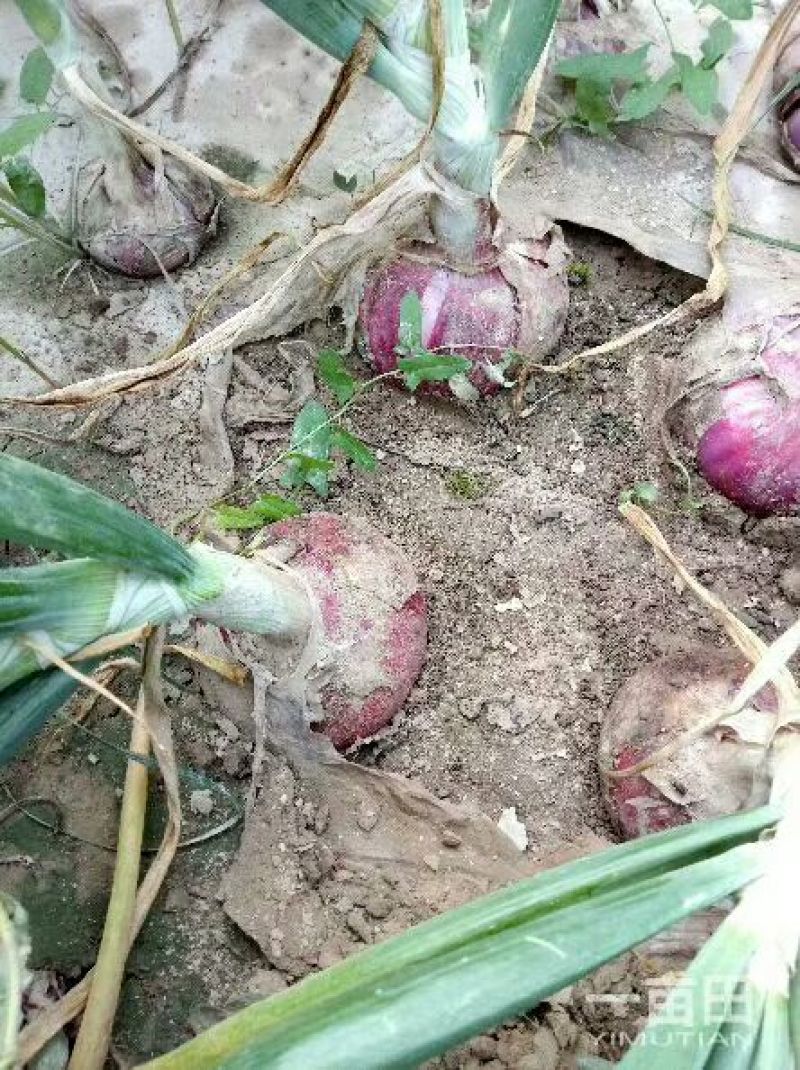 河北大名县红皮二红洋葱大量供应中产地直销价低质量好可发货