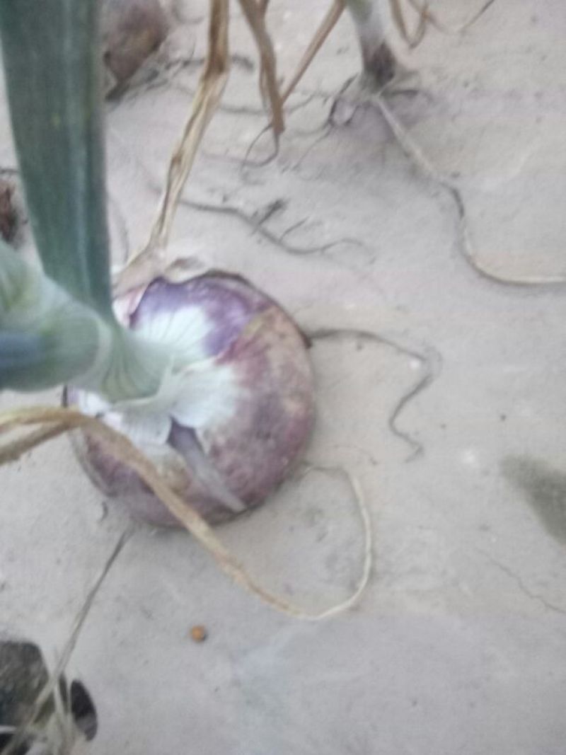 河北大名县红皮二红洋葱大量供应中产地直销价低质量好可发货