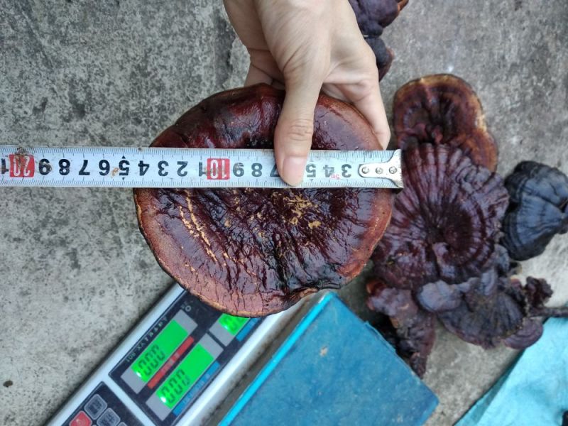 红灵芝野生
