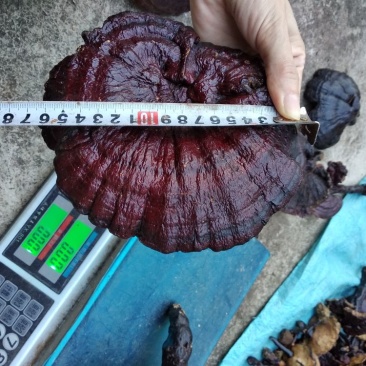 红灵芝野生