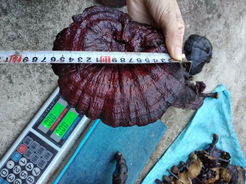 红灵芝野生