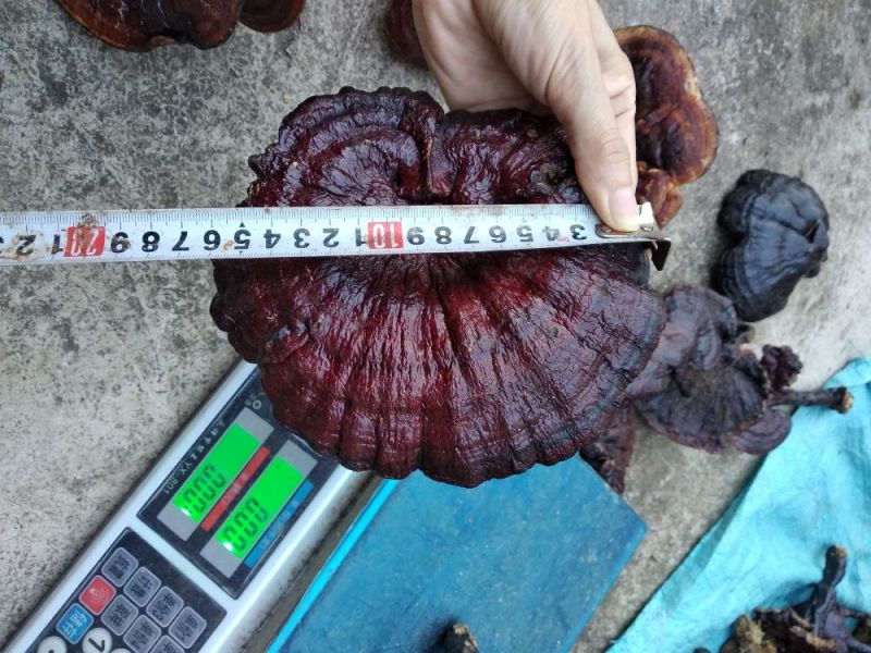 红灵芝野生