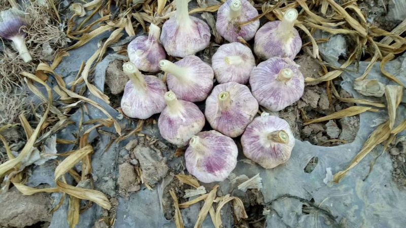紫皮大蒜金乡大蒜代收代存出租冷库实力配资欢迎来电