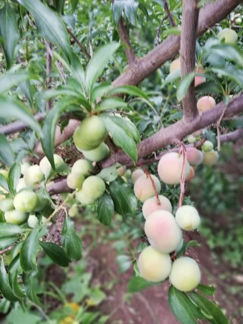 半边红李子，陆续成熟，口感好