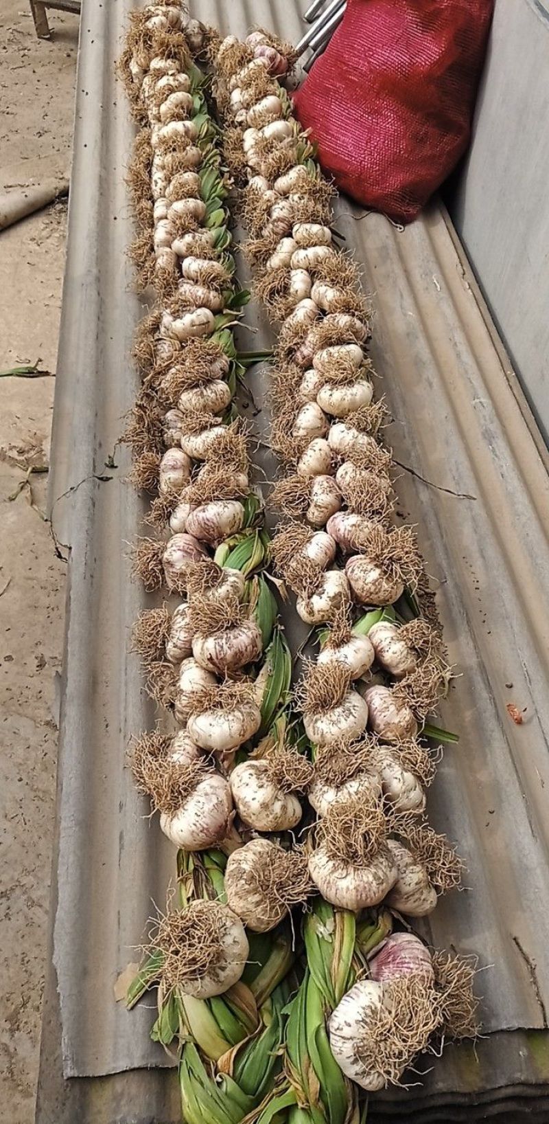 紫皮大蒜蒜辫货源充足量大从优质量保证欢迎咨询