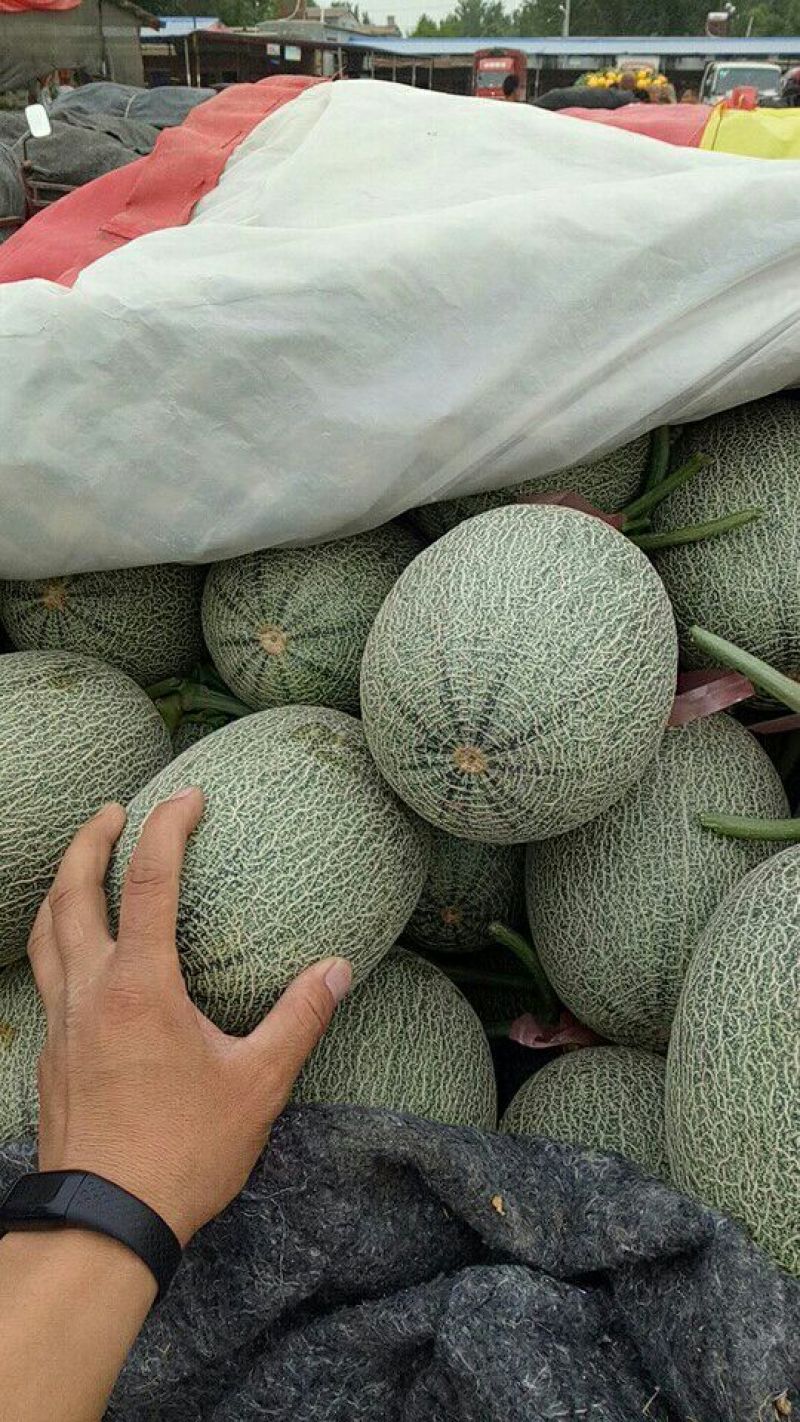 西周密，西周密25号