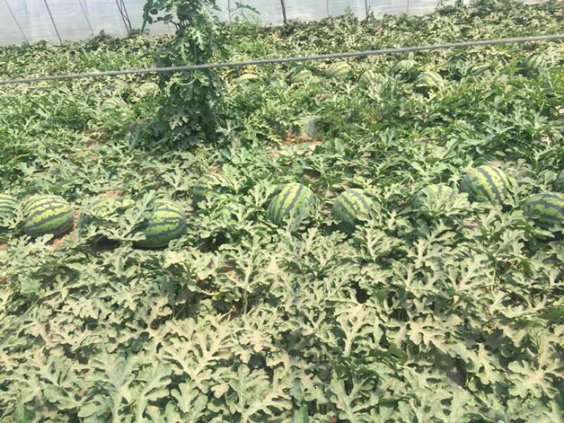 西瓜10斤打底9成熟1茬，大量供应