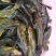 杂交黄骨鱼