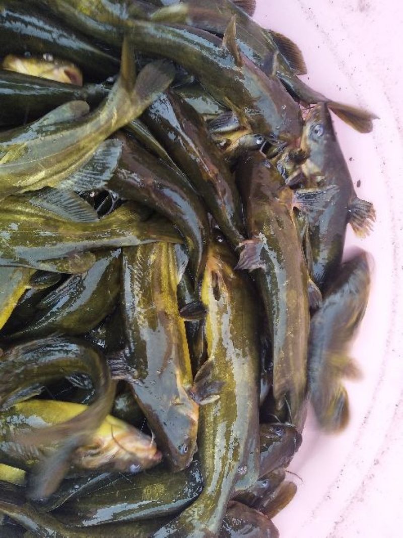 杂交黄骨鱼