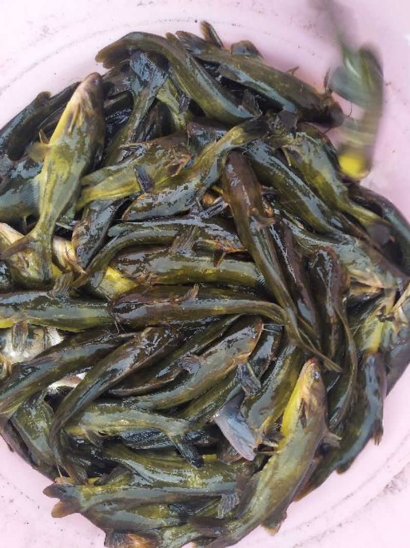 杂交黄骨鱼