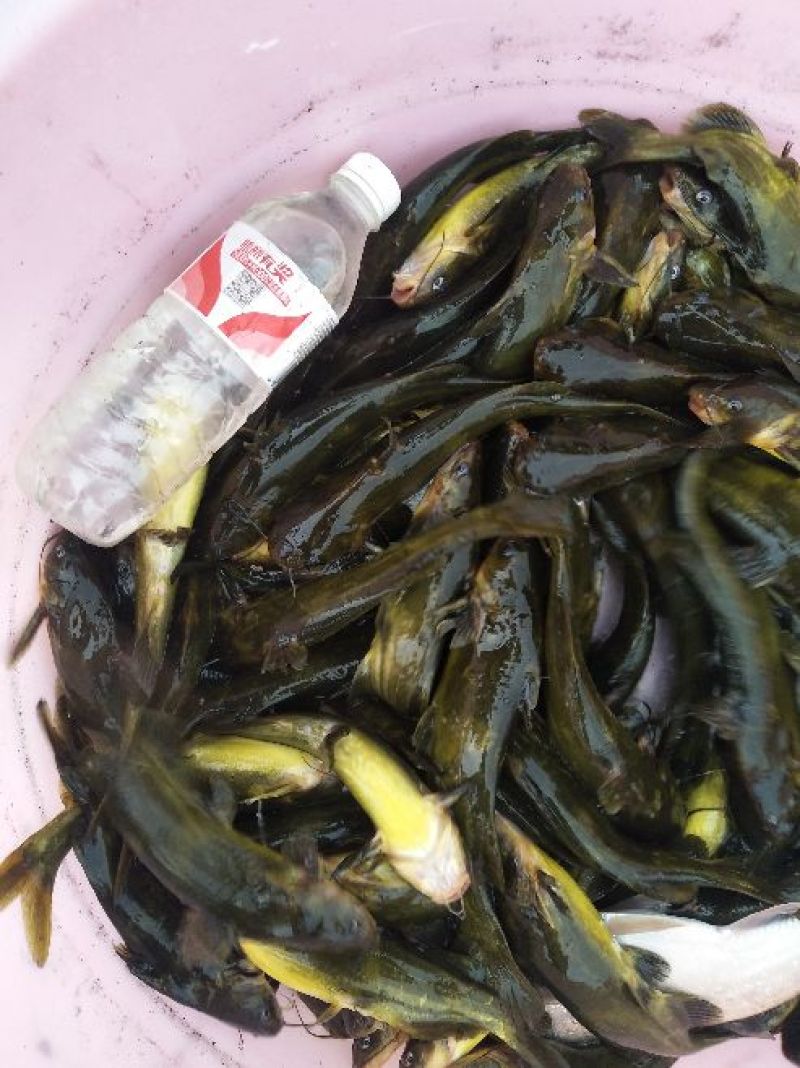 杂交黄骨鱼