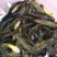 杂交黄骨鱼