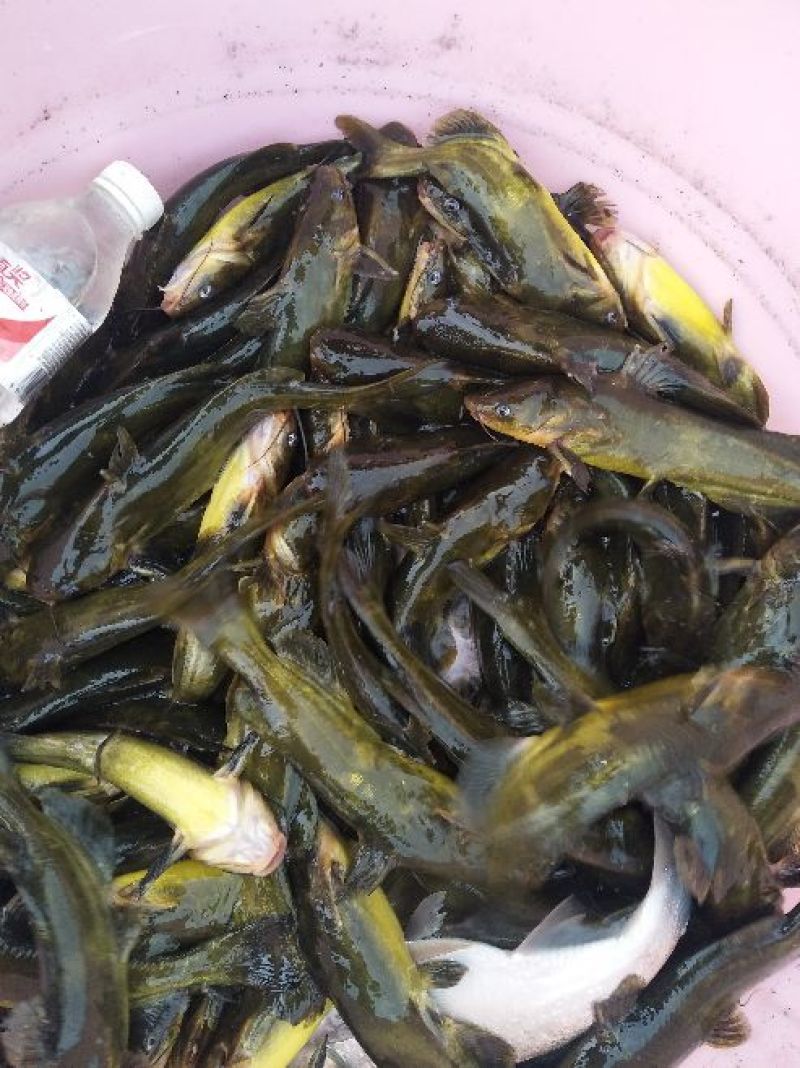 杂交黄骨鱼