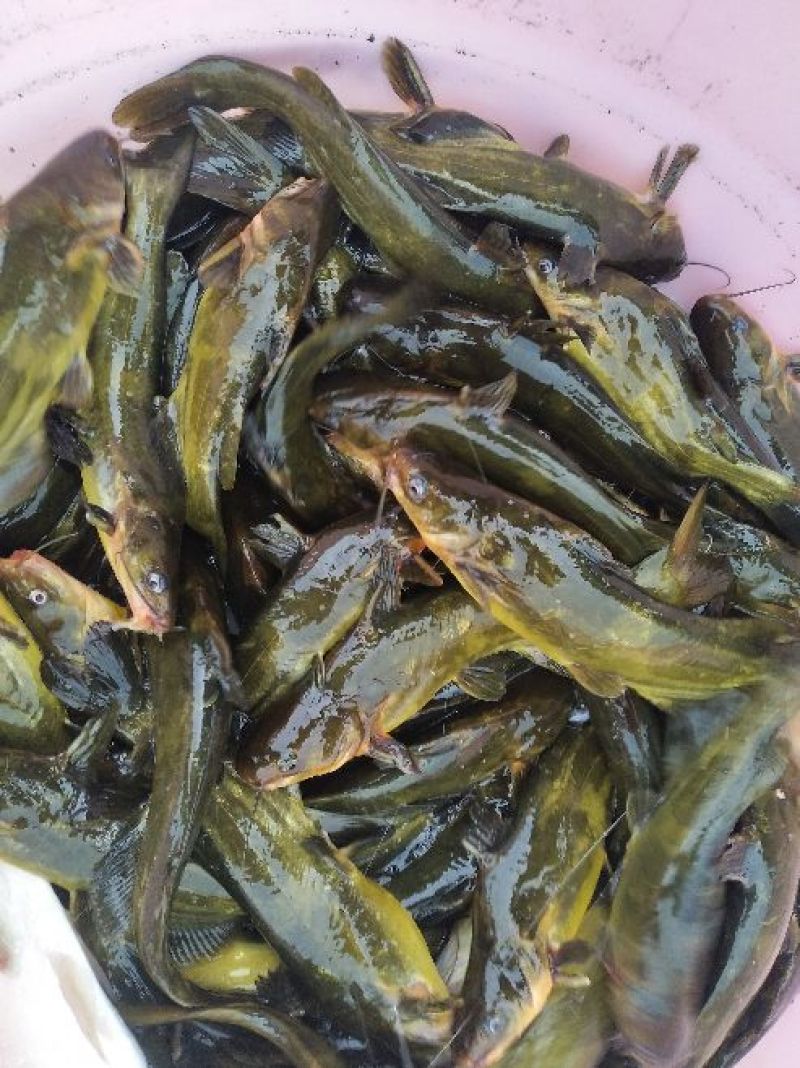 杂交黄骨鱼