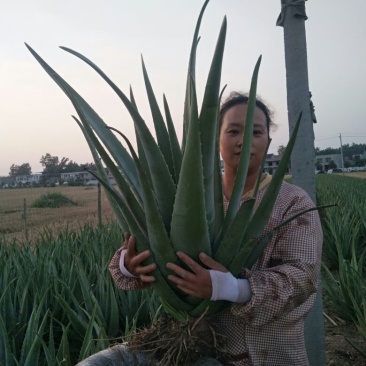 美容大芦荟25斤左右两棵150